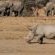 Tau Game Lodge - 243690