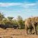 Tau Game Lodge - 243692