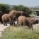 Tau Game Lodge - 243693