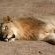 Tau Game Lodge - 243694