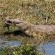 Tau Game Lodge - 243696
