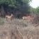 Buck Hill Bush Lodge - 244044