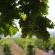 CANA Vineyard Guesthouse - 244126