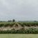 CANA Vineyard Guesthouse - 244132