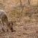 Nzenga Lodge - 244501