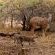 Nzenga Lodge - 244502