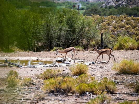 Aardvark Bioreserve - 245018