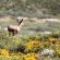 Aardvark Bioreserve - 245024