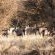 Frylinckspan Guestfarm and Venue - 245285