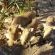 Call of the Wild Lodge - 245441