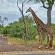 Call of the Wild Lodge - 245453