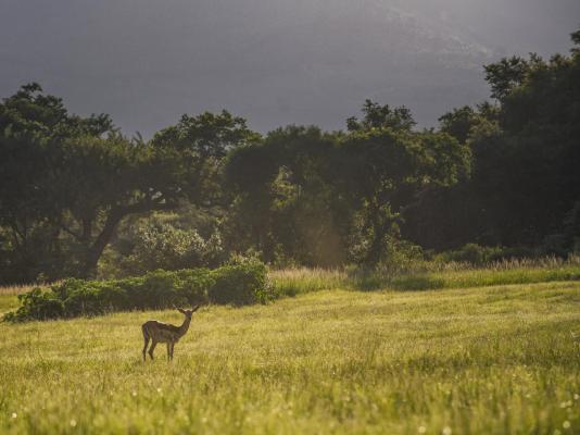 Caracal Lodge - 246027