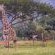 Caracal Lodge - 246029