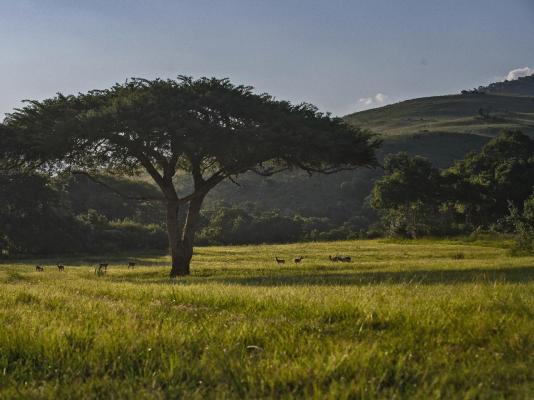 Caracal Lodge - 246031