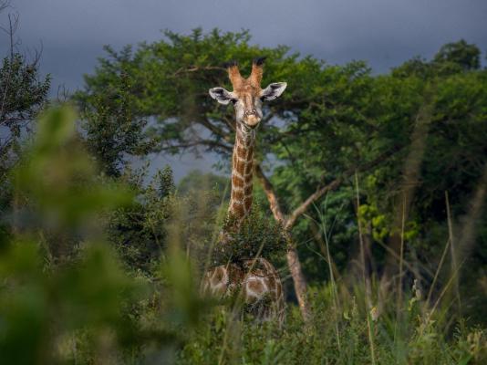 Caracal Lodge - 246032