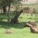 Caracal Lodge - 246033