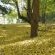 Country Cottages - 247302