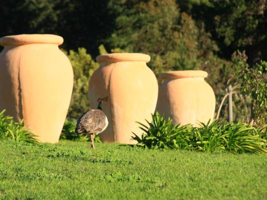 Apricot Gardens Boutique Guesthouse - 247447