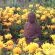 Apricot Gardens Boutique Guesthouse - 247449
