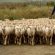 Skeiding Guest Farm - 247766