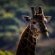 Iwamanzi Game Lodge - 248273