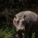 Iwamanzi Game Lodge - 248284