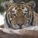 Zabini Lodge Rooms With Private Pools - 248833