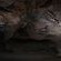 Awelani Lodge - 249030