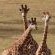 Forest View Luxury Farm Stay - 249244