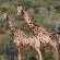 Forest View Luxury Farm Stay - 249251