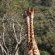 Forest View Luxury Farm Stay - 249252