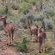 Forest View Luxury Farm Stay - 249261