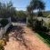 Fig Tree - 249932