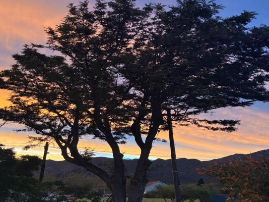 Fig Tree - 249933