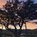 Fig Tree - 249933