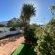 Fig Tree - 249934