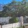 Fig Tree - 249935
