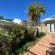 Fig Tree - 249936