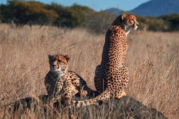 Cheetah Brothers