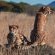 Cheetah Brothers