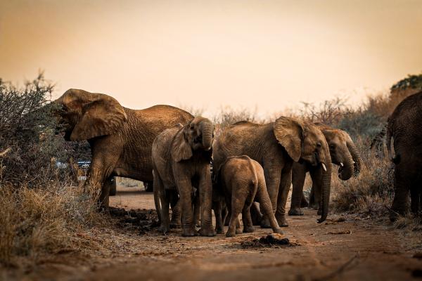 Herd of Elephants
