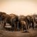 Herd of Elephants