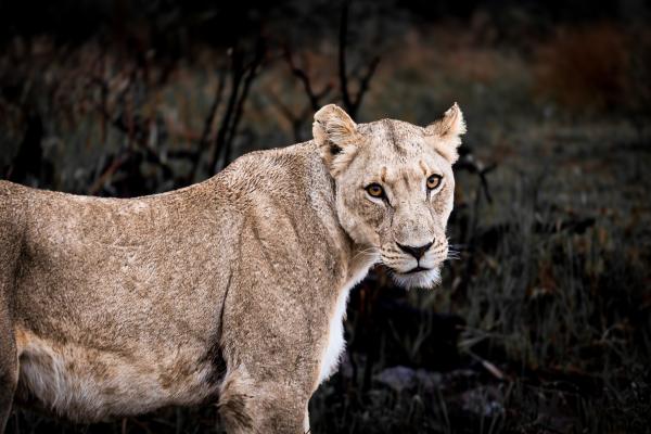 Lioness