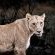 Lioness