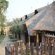 Emahlathini Guest Farm - 250689