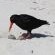 Betty's Bay Cottage - 251167