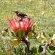 Betty's Bay Cottage - 251179