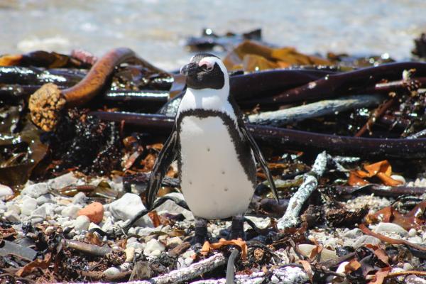 Betty's Bay Cottage - 251187