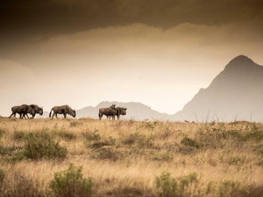 Gondwana Game Reserve  - 251426