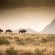 Gondwana Game Reserve  - 251426